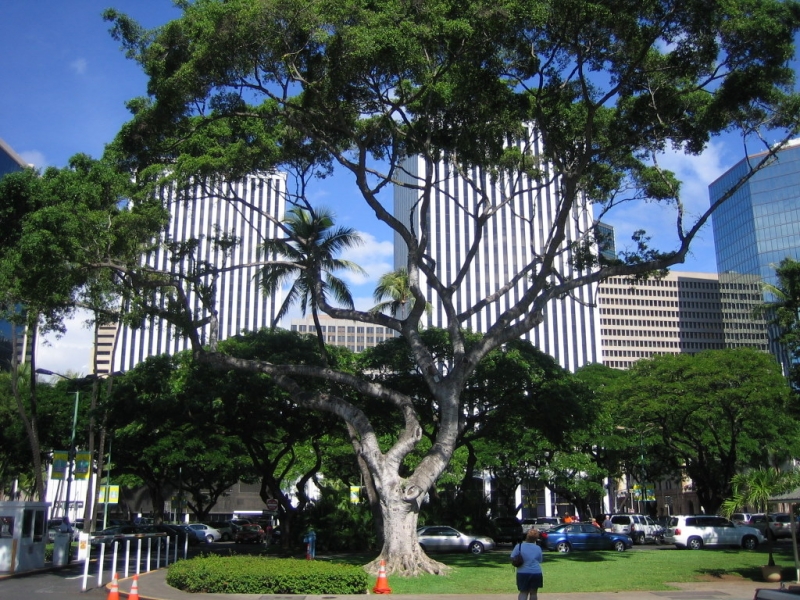 City Honolulu/Hawaii