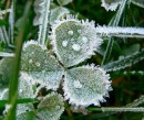 Frost im Garten