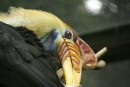 Sulawesi-Hornvogel