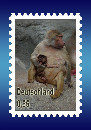 Pavian-Briefmarke