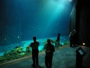 Aquarium Gigantismus