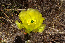 Gelbe Kaktusblte