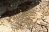 Thumbs/tn_73Kjoellur.jpg