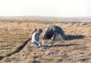 Thumbs/tn_78Kjoellur.jpg