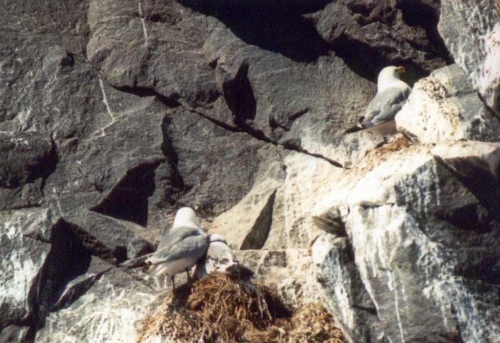 ../Images/080.Moevenfelsen.jpg