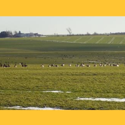 Auf den Feldern rund um Heiligenhafen weiden die Gnse, die hier berwintern.