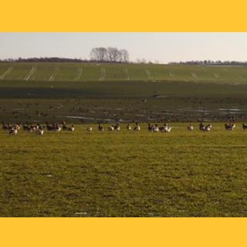 Auf den Feldern rund um Heiligenhafen weiden die G�nse, die hier �berwintern.