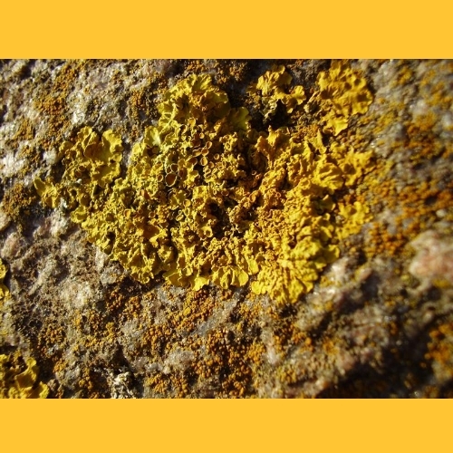 ...die Steine sind mit Flechten bewachsen.