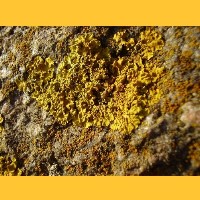 ...die Steine sind mit Flechten bewachsen.