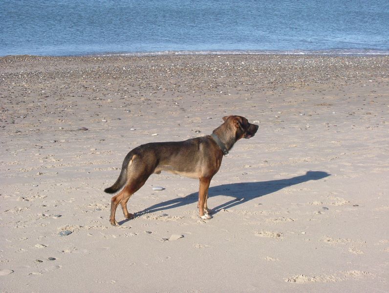 Sunny am Strand