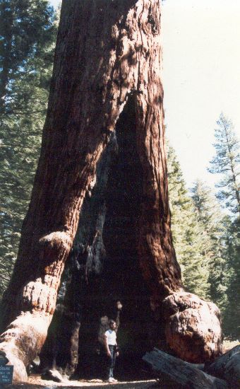 ../Images/017.Yosemite.jpg