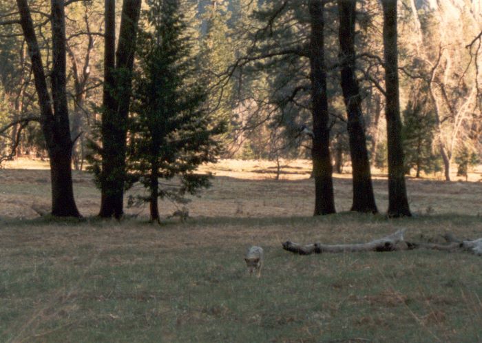 ../Images/025.KojoteYosemite.jpg
