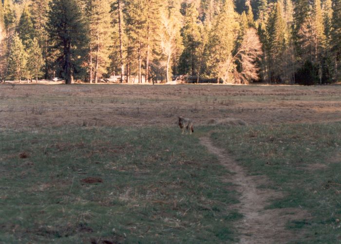 ../Images/026.KojoteYosemite.jpg