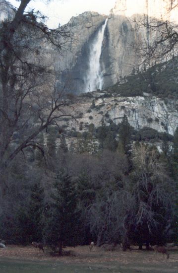../Images/028.MaultierhirscheYosemite.jpg