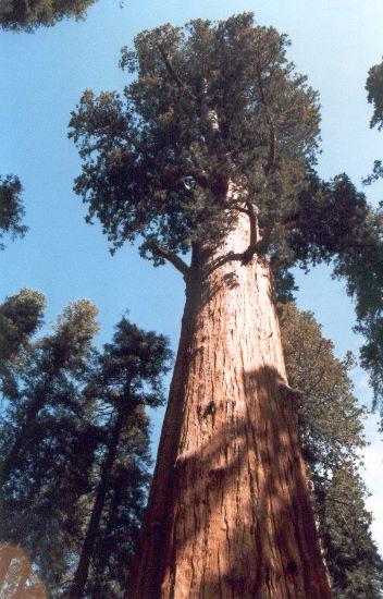 ../Images/035.GiantSequoia.jpg