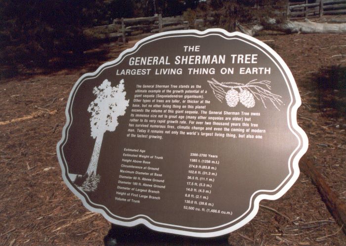 ../Images/036.GiantSequoia.jpg