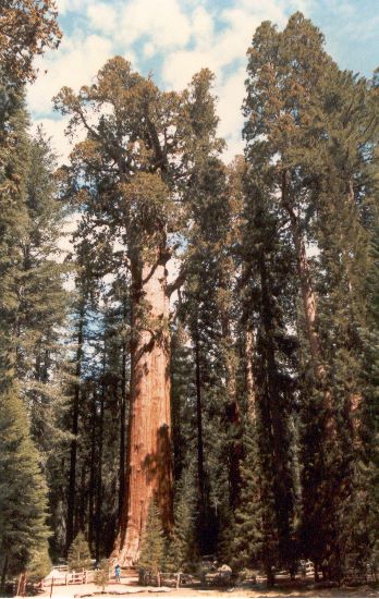 ../Images/037.GiantSequoia.jpg