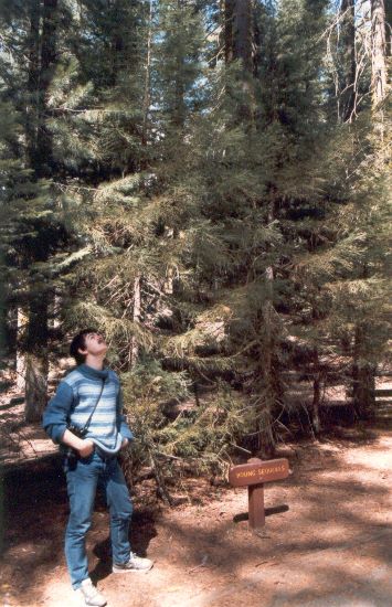 ../Images/038.GiantSequoia.jpg