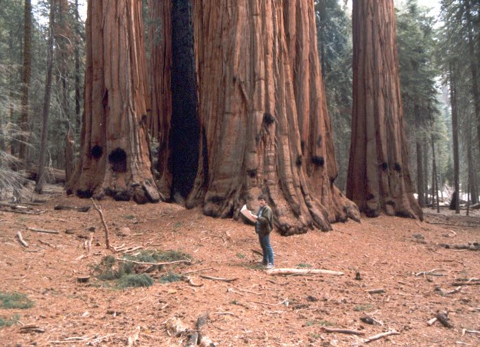 ../Images/042.GiantSequoia.jpg