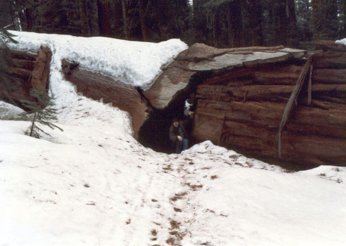 ../Images/044.GiantSequoia.jpg