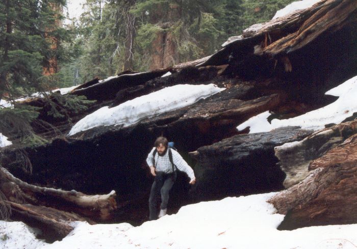 ../Images/045.GiantSequoia.jpg