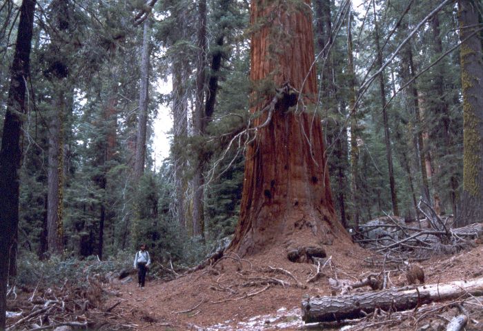 ../Images/046.GiantSequoia.jpg