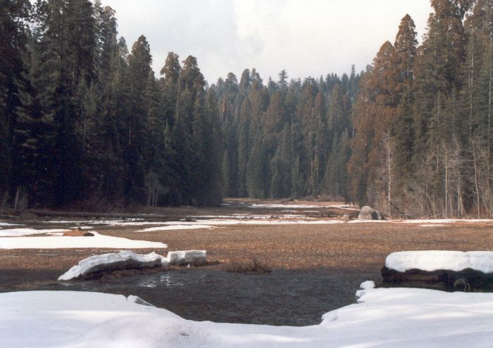 ../Images/049.GiantSequoia.jpg