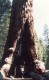 Thumbs/tn_017.Yosemite.jpg