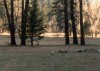 Thumbs/tn_025.KojoteYosemite.jpg