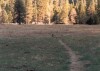 Thumbs/tn_026.KojoteYosemite.jpg