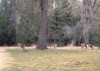 Thumbs/tn_027.MaultierhirscheYosemite.jpg