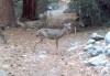 Thumbs/tn_031.MuleDeerYosemite.jpg
