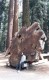 Thumbs/tn_039.GiantSequoia.jpg