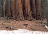 Thumbs/tn_041.GiantSequoia.jpg