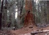 Thumbs/tn_043.GiantSequoia.jpg