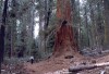 Thumbs/tn_046.GiantSequoia.jpg