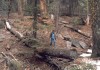 Thumbs/tn_050.GiantSequoia.jpg