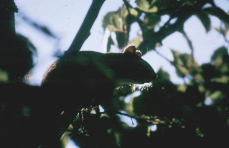 ../Images/065Squirrel.jpg