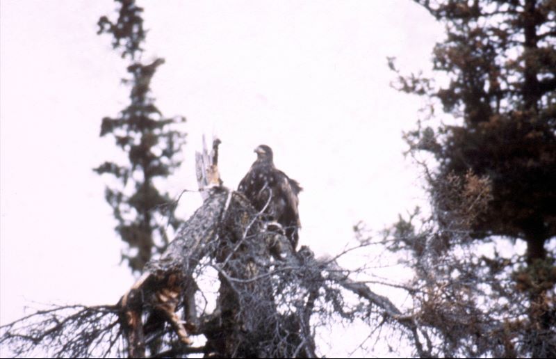 ../Images/140Steinadler.jpg