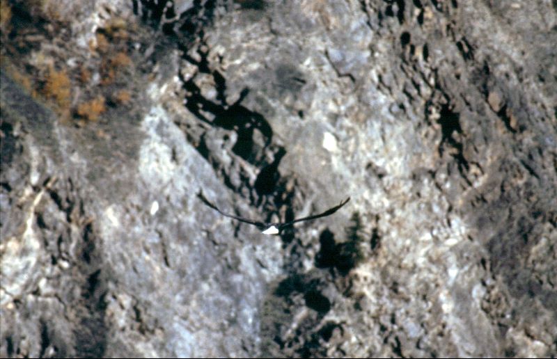 ../Images/157Weisskopfseeadler.jpg