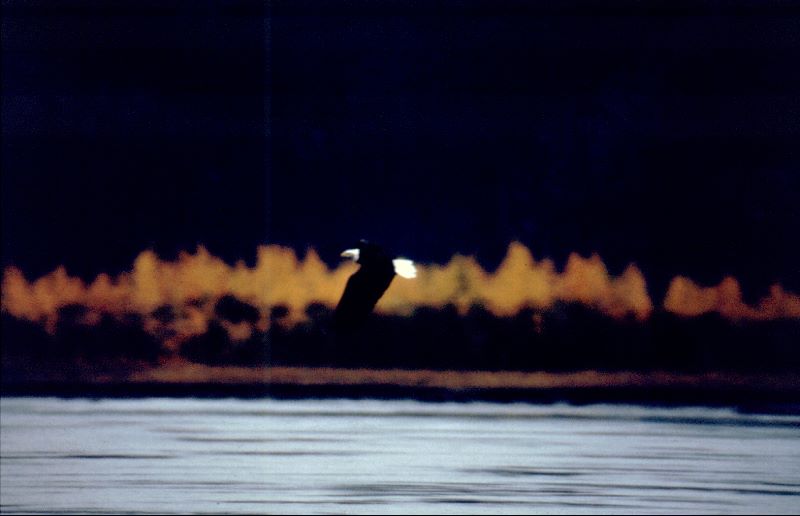 ../Images/186Weisskopfseeadler.jpg