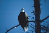 Thumbs/tn_037LabargeWeisskopfseeadler.jpg