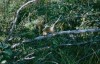 Thumbs/tn_064Squirrel.jpg