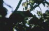 Thumbs/tn_065Squirrel.jpg