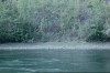 Thumbs/tn_095Fuchssuchbild.jpg
