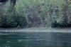 Thumbs/tn_096Fuchssuchbild.jpg
