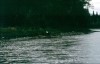 Thumbs/tn_154Weisskopfseeadler.jpg