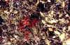 Thumbs/tn_180CoffeeCreek-ThistleCreek.jpg